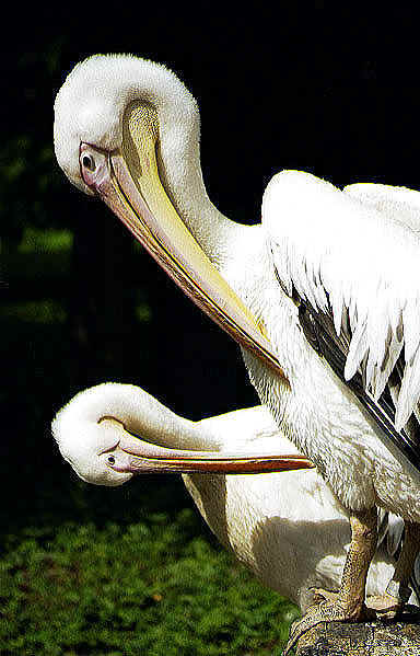 Немного о Пеликанах - птицах живущих в трёх стихиях - на земле, в небесах и на море ....